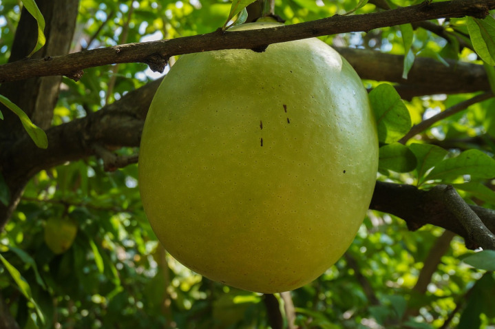 Calabash and harvest